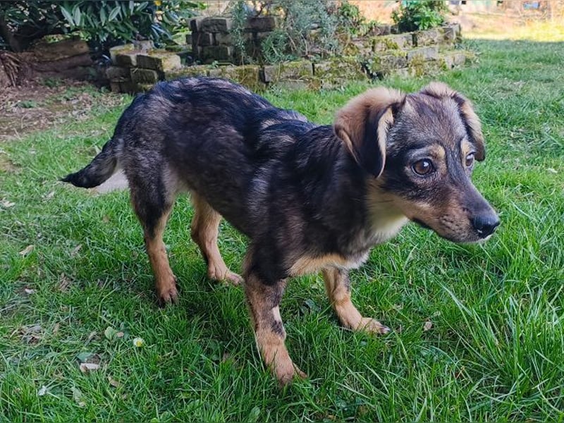 ♥HEIDI♥ auf Pflegestelle bei Köln - süße, verspielte Herzenshündin 32cm (wachsend)