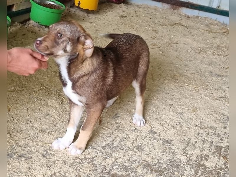 ♥CAPPUCCINO♥ süßer Welpe, der Offenheit, Freundlichkeit und ganz viel Lebensfreude mitbringt 39cm
