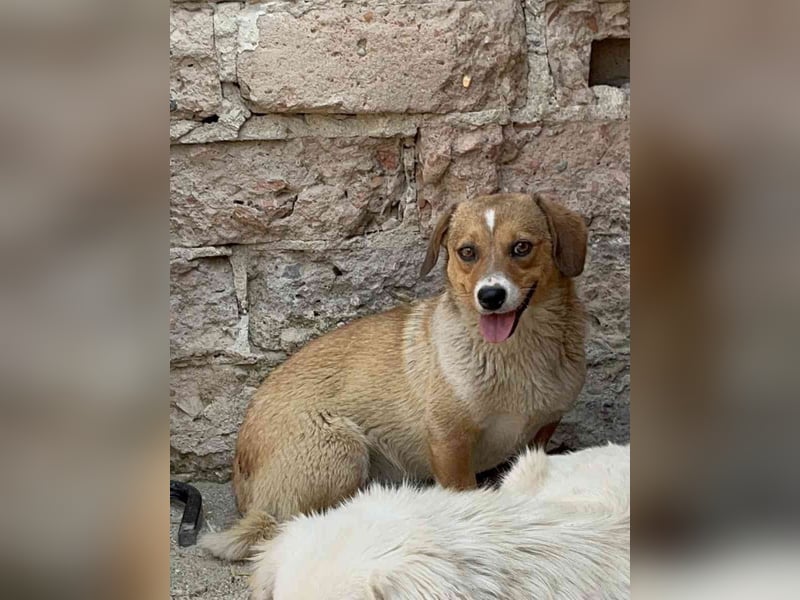 ⭐️FABIENNE⭐️, Hündin, 2 Jahre, 34 cm, Mischling, Tierschutz Rumänien