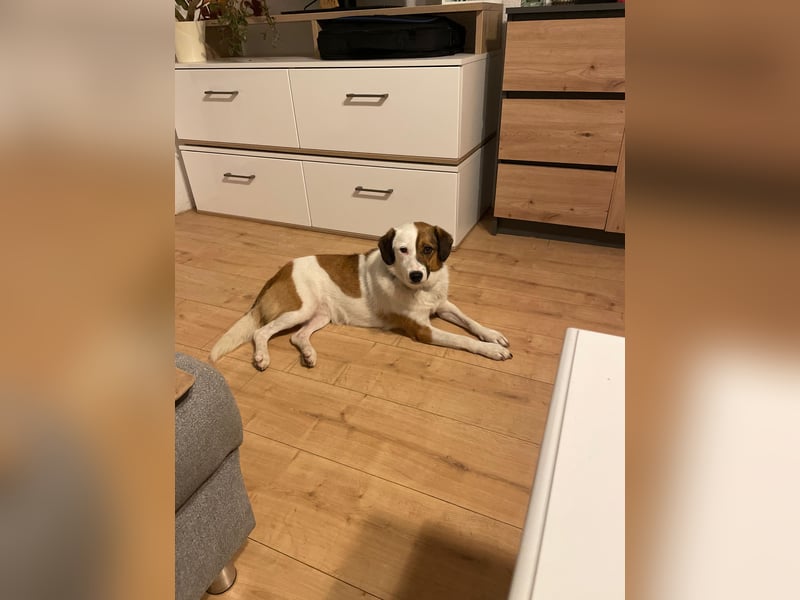 FINA, schüchterne Schmusehündin, 3,5 Jahre, 40 cm, Pflegestelle 57635, Tierschutz Rumänien