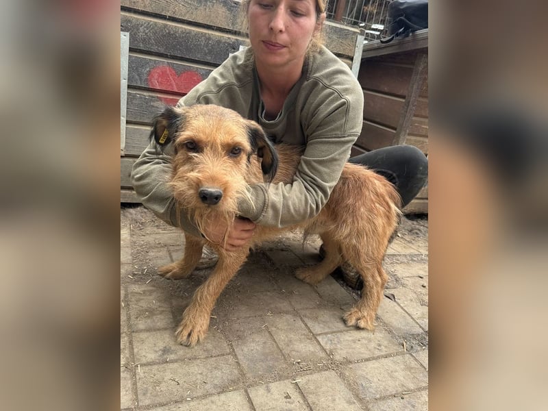 ♥FORREST♥ sensibler, sanfter, noch zurückhaltender kleiner Schatz 38 cm