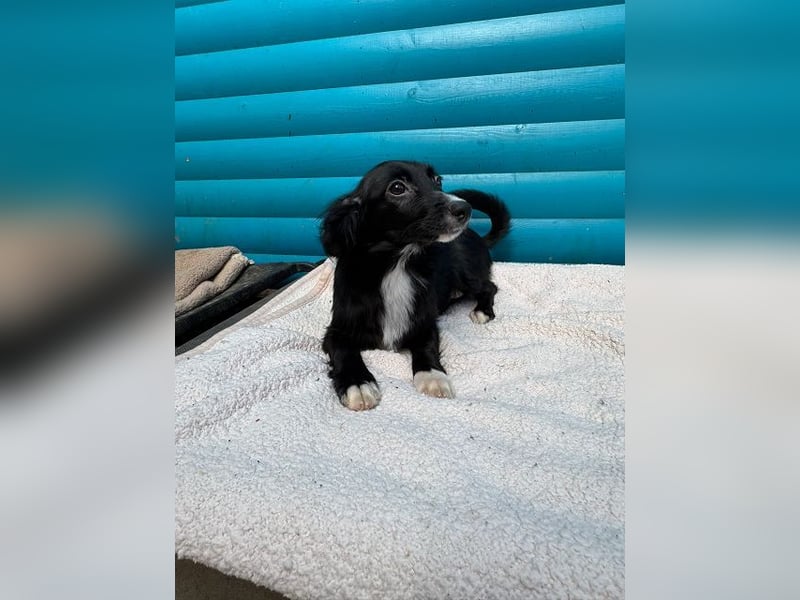 ♥TABU♥ auf Pflegestelle bei Köln - süßer, fröhlicher, verspielter Herzensbrecher 29 cm