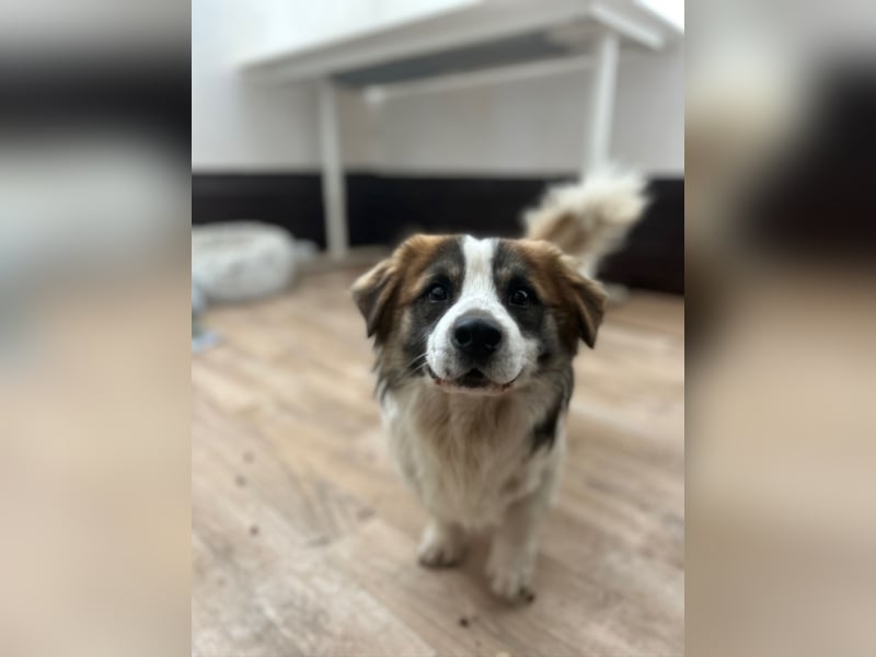 ⭐️TOC⭐️, Herzensbrecher, Rüde, 2 Jahre, 35 cm, Mischling, Tierschutz