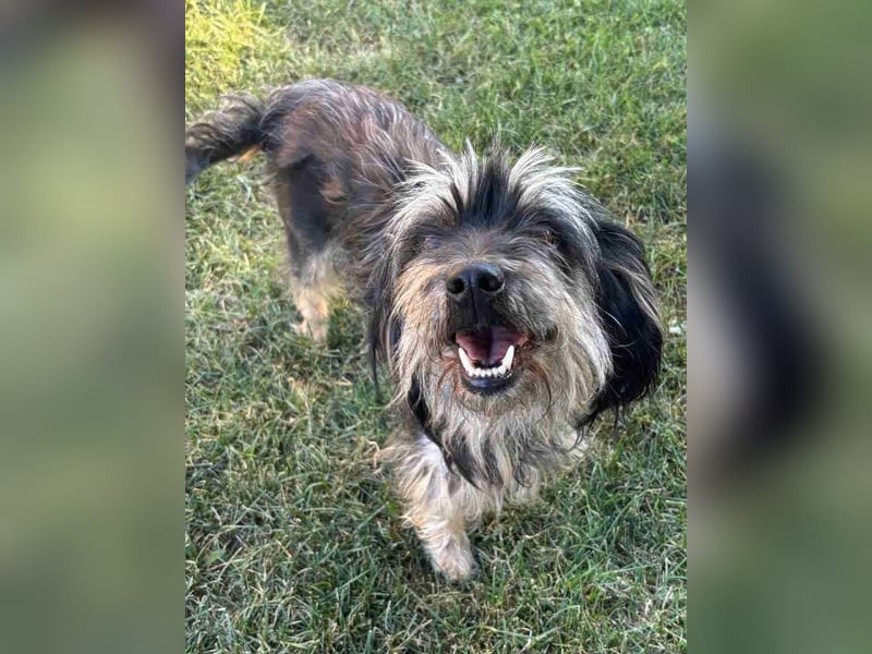 MINNIE, kleiner Frechdachs, 2 Jahre, 35 cm, Pflegestelle Düsseldorf, Tierschutz Rumänien