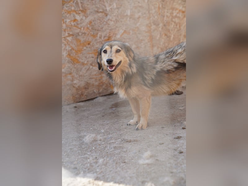 ALINE, sanftes Seelchen, Pflegestelle Rösrath, 2 Jahre, 32 cm, Mischling, Tierschutz Rumänien