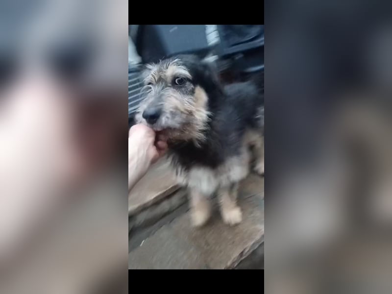 ⭐️JAROD⭐️, herzensguter Hundejunge, 2,5 Jahre, 36 cm, Mischling, Tierschutz