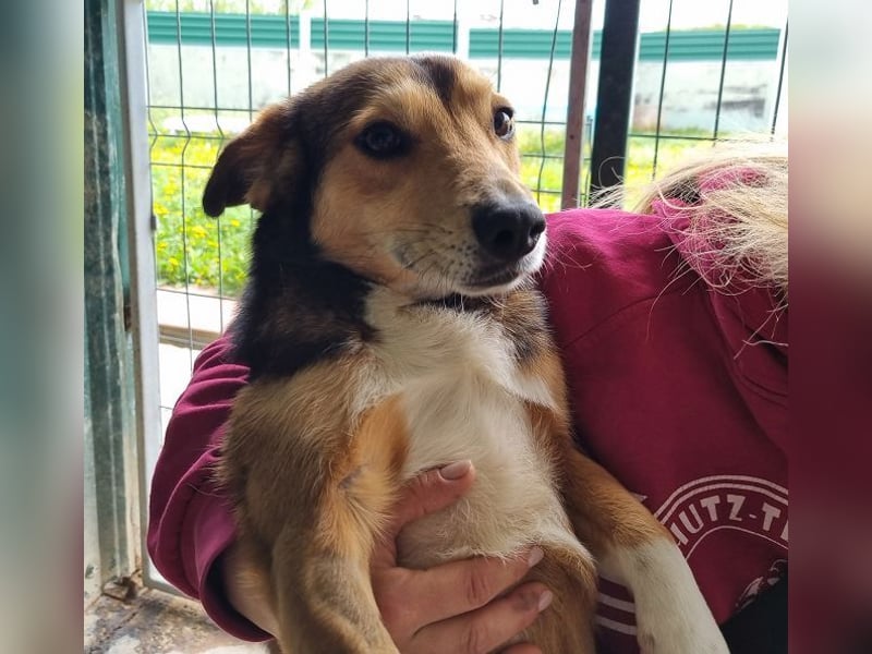 ♥BIXBY♥ hübscher, ganz aufgeschlossener, unkomplizierter echter Sonnenschein 39 cm