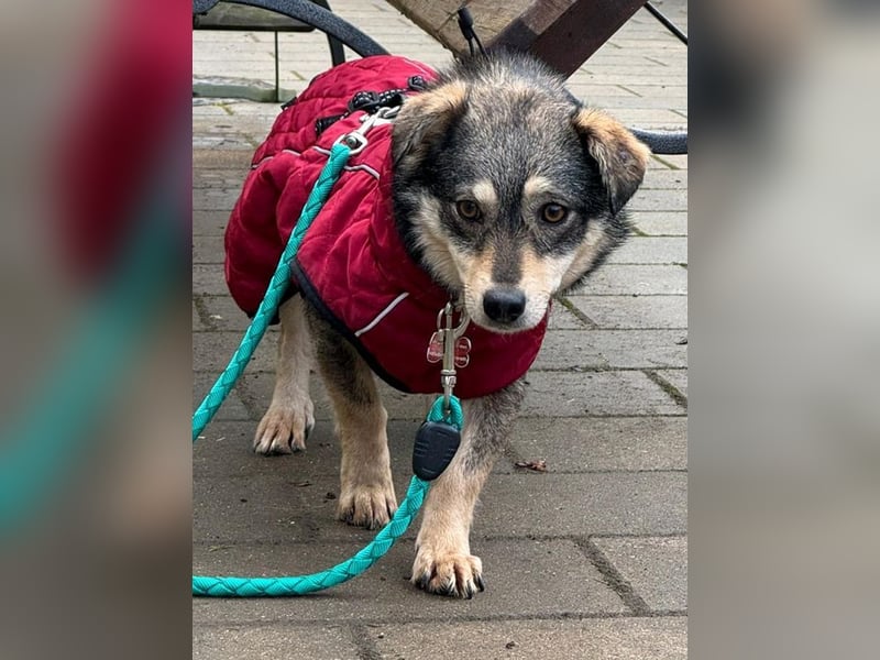 ♥COCONUT♥ neu auf Pflegestelle bei Duisburg - süße, noch etwas schüchterne kleine süße Maus 36 cm