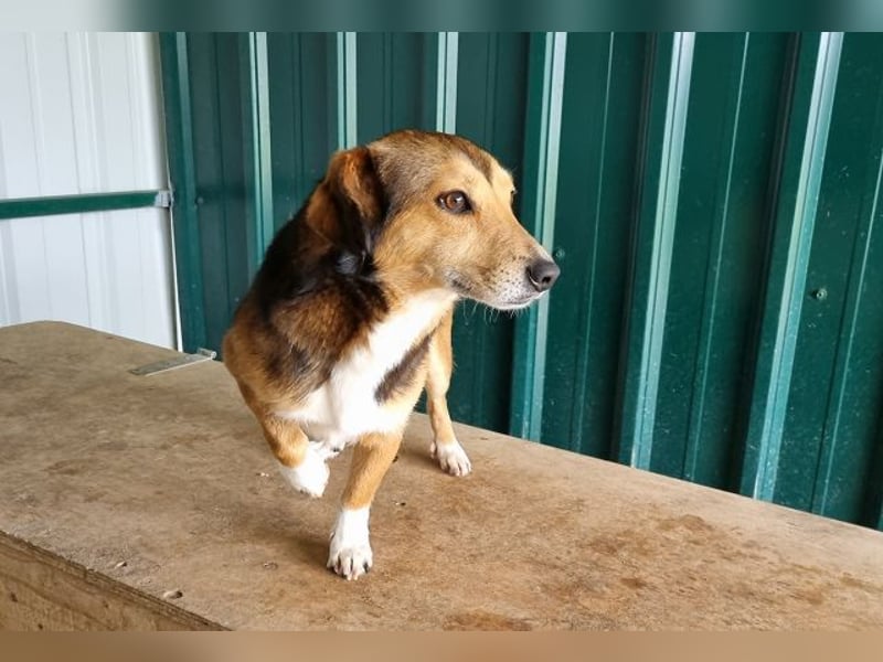 ♥BIXBY♥ hübscher, ganz aufgeschlossener, unkomplizierter echter Sonnenschein 39 cm