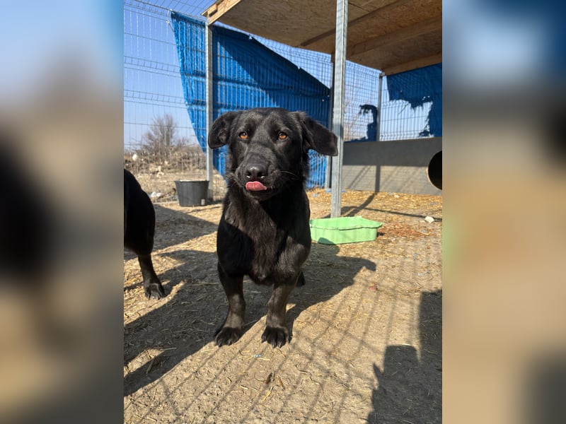 ⭐️MARIUCA⭐️, witzige, kleine Hündin, 3,5 Jahre, 37 cm, Mischling, Tierschutz Rumänien
