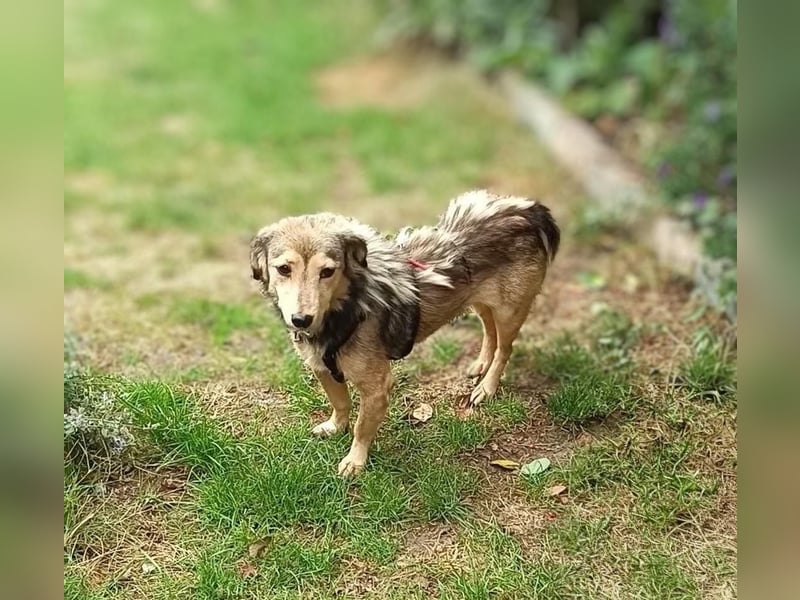 ALINE, sanftes Seelchen, Pflegestelle Rösrath, 2 Jahre, 32 cm, Mischling, Tierschutz Rumänien