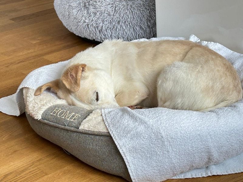 ♥MAMBO♥ auf Pflegestelle in Köln - verschmuster, anhänglicher kleiner Rüde 33 cm