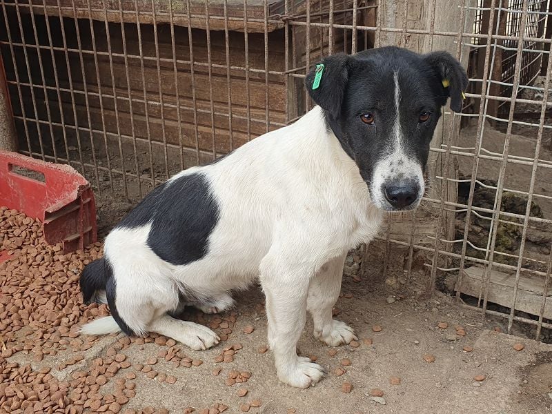 ♥RINGO♥ zuckersüßer, ruhiger kleiner sanfter Schatz 38 cm