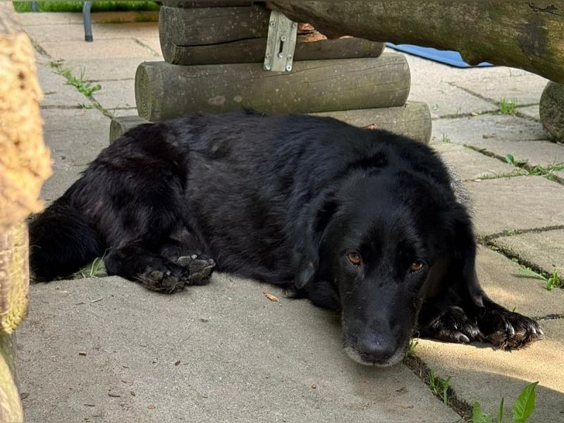 ♥MICHEL♥ neu auf Pflegestelle bei Aachen -süßer, ruhiger und unkomplizierter kleiner Rüde 36 cm