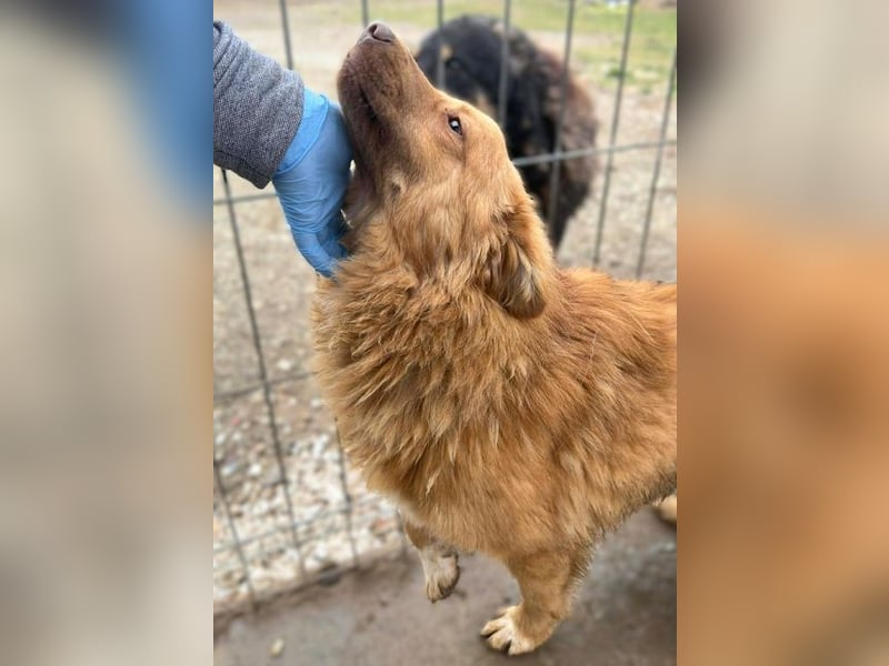 ♥MANOLO♥ süßer, knuffiger kleiner Kerl 40 cm - wird mittelgroß