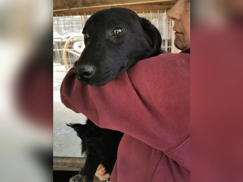 ♥BLACKJACK♥ wunderschöner, neugieriger, verschmuster und verspielter Junior mit lockigem Fell 32cm