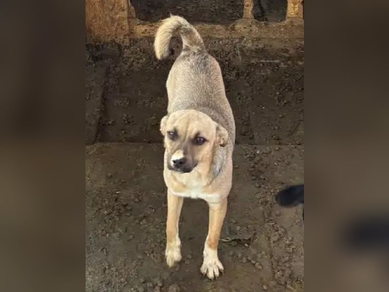 ♥KILA♥ süße, kleine, verspielte, anfangs noch zurückhaltende Junghündin 40 cm