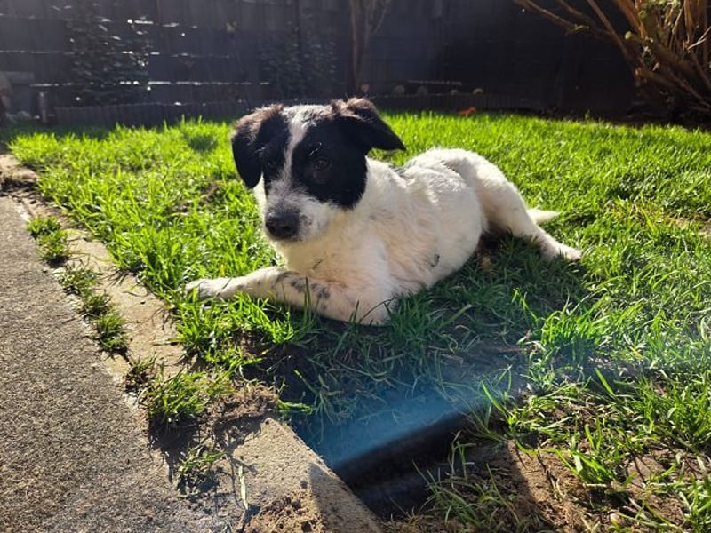 ♥ELSA♥ am 1. März im WDR Tiere suchen ein Zuhause - niedliche, verspielte Welpin 40 cm