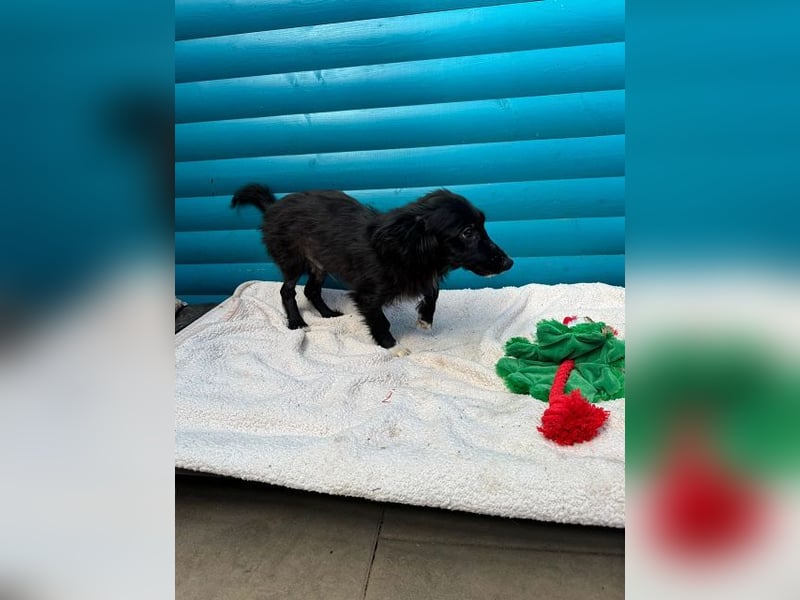 ♥TOKIO♥ auf Pflegestelle bei Köln - zuckersüßer, verspielter kleiner Welpe 28 cm