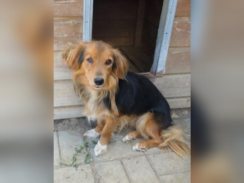 ♥DEBBY♥ ab 19. Sep auf Pflegestelle bei Köln - wunderschöne, ganz feine, liebevolle Seele 40cm