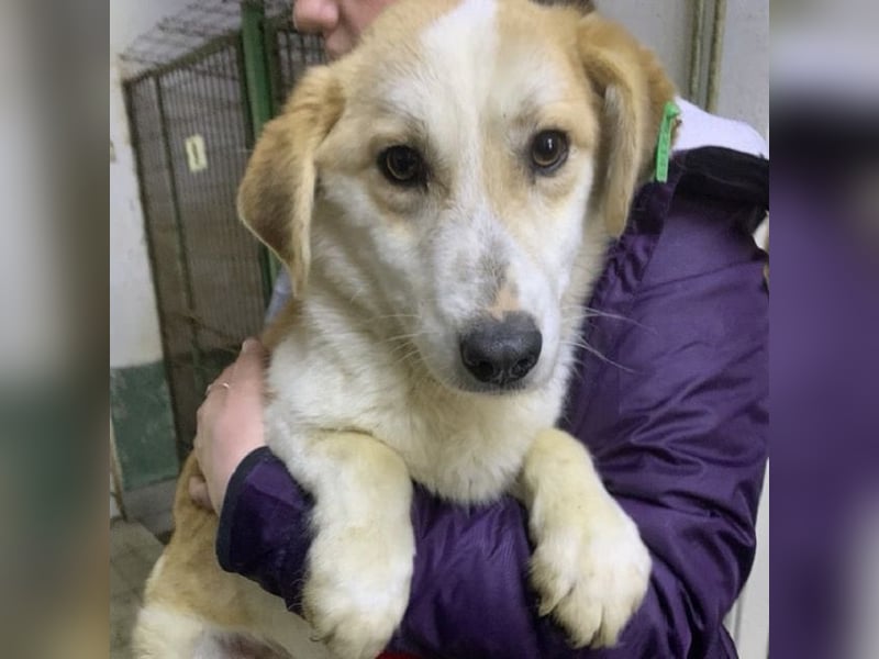 ♥FLORI♥ niedlicher, anfangs noch vorsichtiger, sensibler kleiner Junior 30 cm