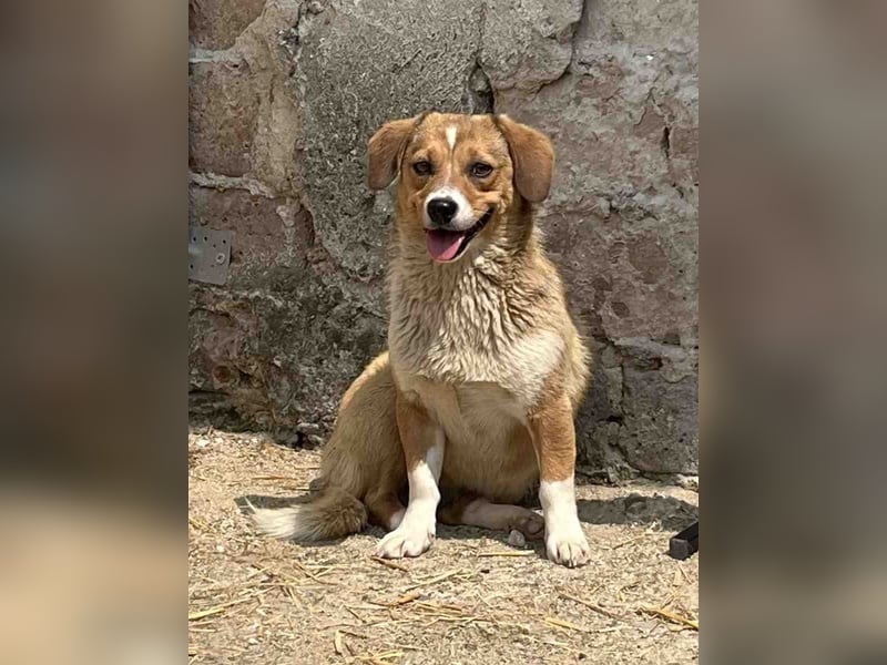⭐️FABIENNE⭐️, Hündin, 2 Jahre, 34 cm, Mischling, Tierschutz Rumänien