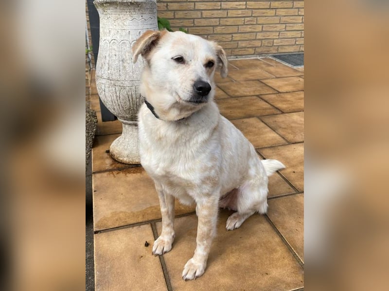♥PALOMA♥ auf Pflegestelle bei Duisburg - sanfte, ganz liebe, sensible, wunderschöne Hündin 40cm