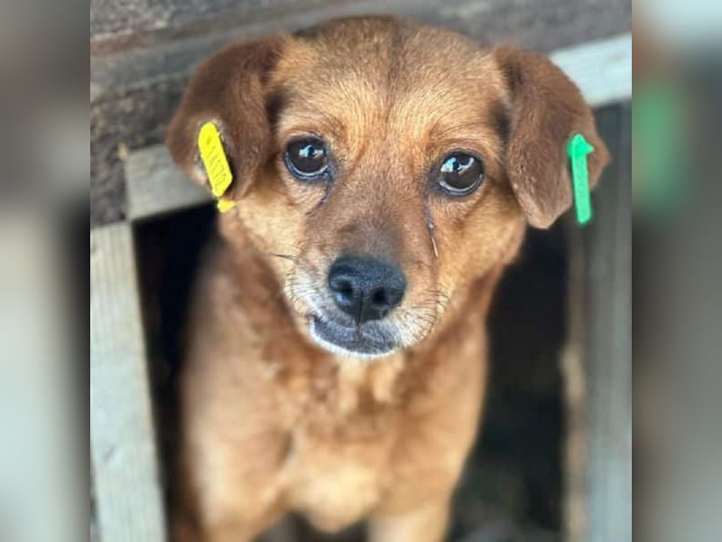 ♥MARILOU♥ zauberhafte, neugierige, noch unsichere Hündin, die sicher schnell Vertrauen fasst 40 cm