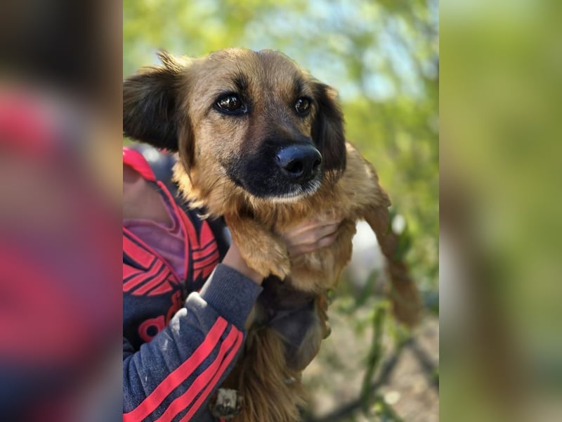 ♥MELLY♥ ab 9. Oktober auf Pflegestelle bei Köln - süße, ganz zutrauliche Hündin 38cm