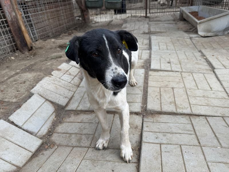 ♥RINGO♥ zuckersüßer, ruhiger kleiner sanfter Schatz 38 cm