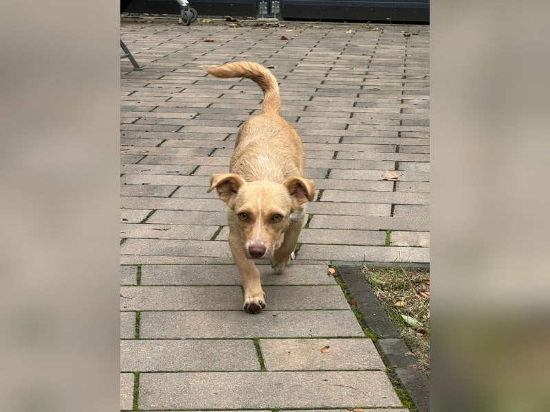 ♥ESTRELLA♥ neu auf Pflegestelle bei Köln - süße, verschmuste, aufgeschlossene Hündin 36cm