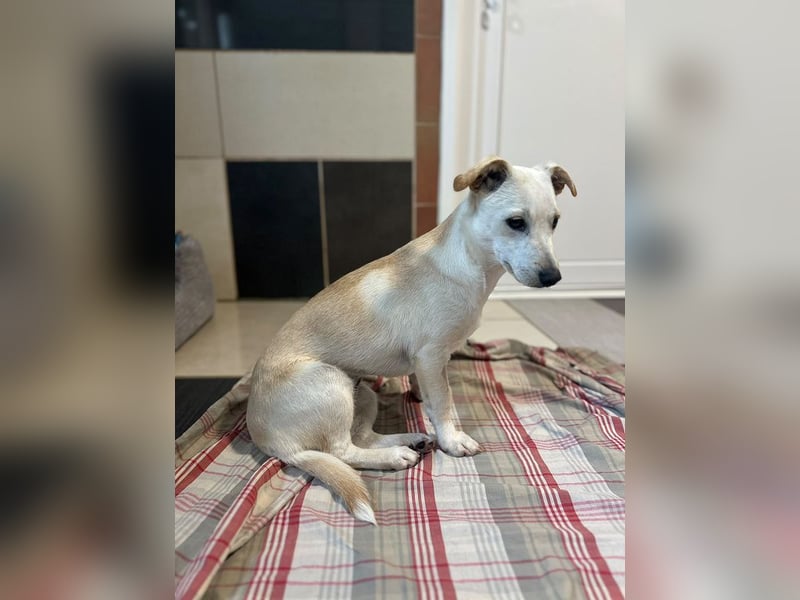 ♥LUNA♥ auf Pflegestelle bei Köln - niedliche, noch unsichere kleine Junghündin 35cm