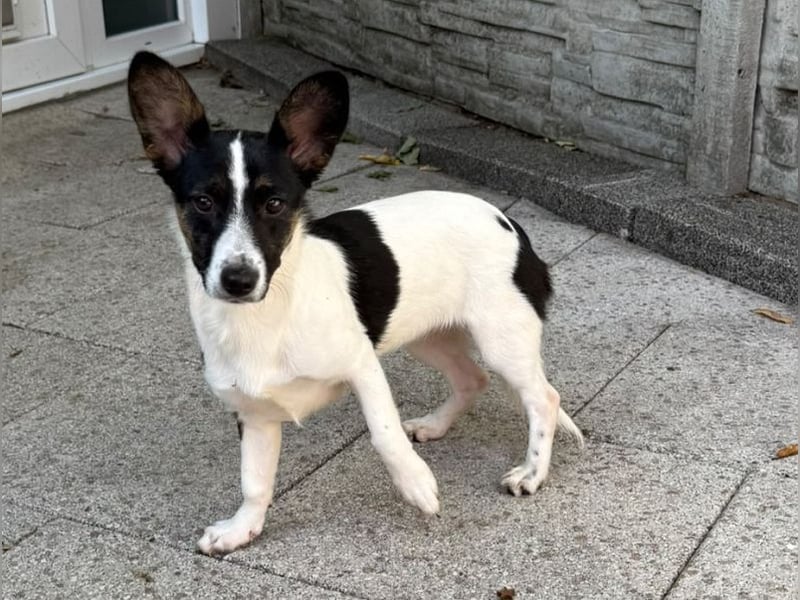 ♥TILLY♥ auf Pflegestelle bei Köln - unglaublich liebes, süßes kleines Mädchen 29cm (wachsend)