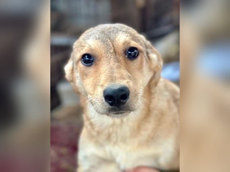 ♥DOTTY♥ ab 28. Feb auf Pflegestelle bei Köln - zauberhaftes, verspieltes kleines Welpenmädchen 35cm