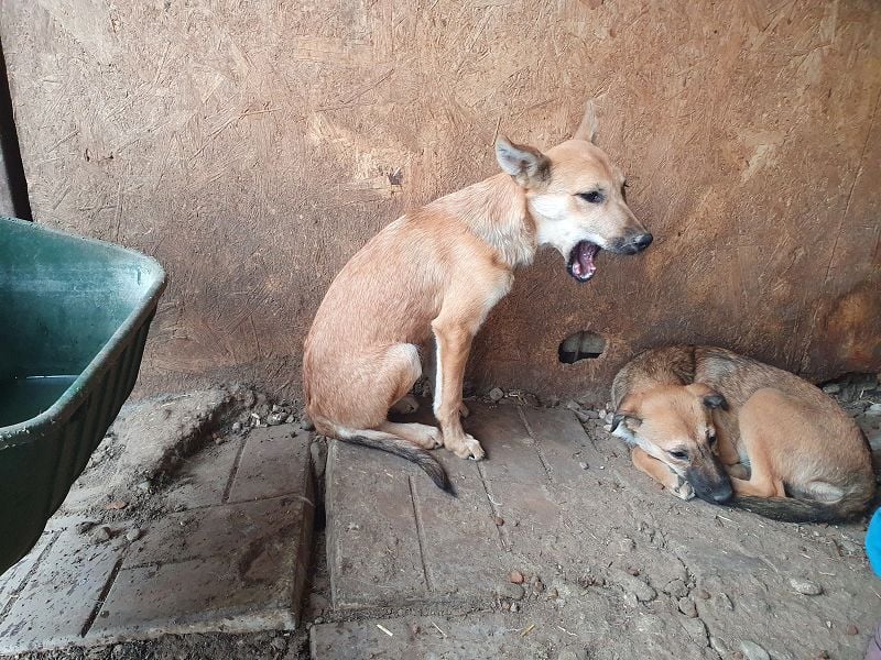 ♥LUNA♥ zuckersüße, zarte, verschmuste Welpin, die es im Winter schwer haben wird 36 cm (wachsend)
