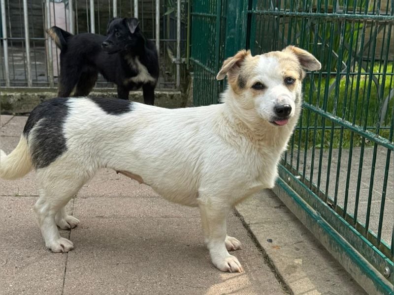 ♥TARA♥ neu auf Pflegest bei Köln-zarte,anfangs noch vorsichtige Hündin, die immer mehr aufblüht 30cm