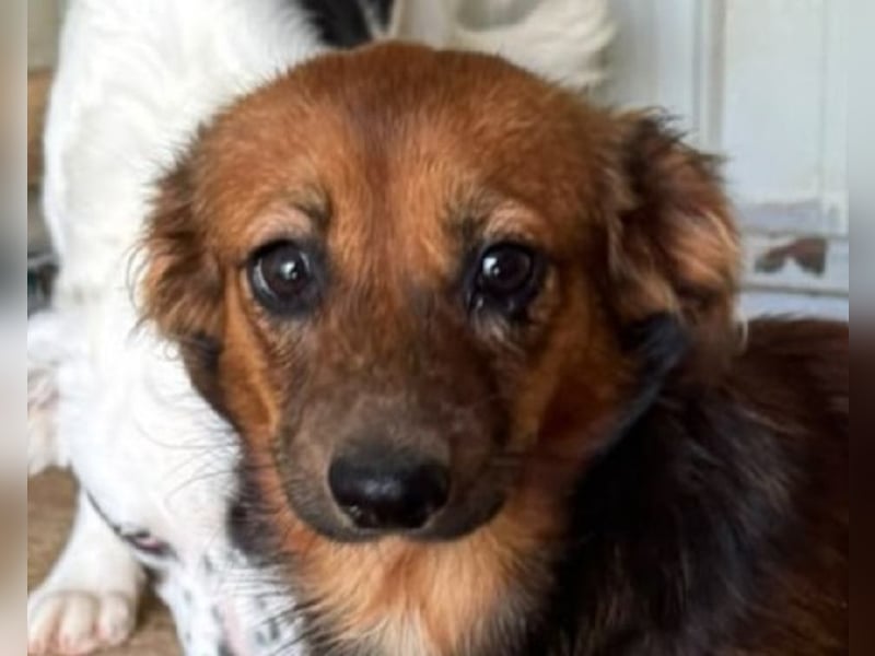 ♥PINKY♥ ab 29.Aug auf Pflegestelle bei Köln-süßes, superliebes Hundemädchen ca 35 cm (kleinbleibend)