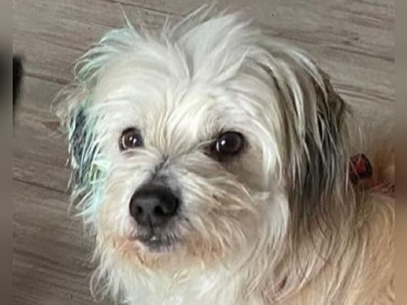 ♥YUMI♥ neu auf Pflegestelle bei Duisburg - süßer, sehr zutraulicher kleiner Wuschelmann 35cm