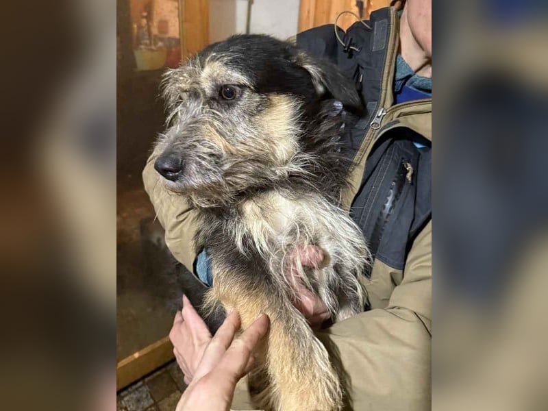 ⭐️JAROD⭐️, herzensguter Hundejunge, 2,5 Jahre, 36 cm, Mischling, Tierschutz