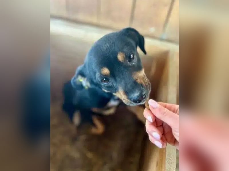 ♥OLIVER♥ süßer, zarter, lieber kleiner Rüde, der mit seinem kurzen Fell im Tierheim friert 40 cm