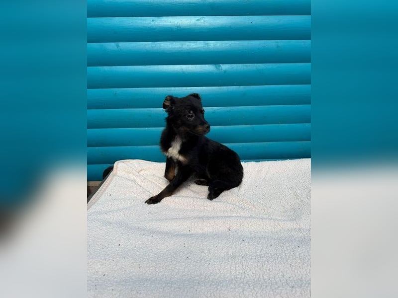 ♥BAMBU♥ auf Pflegestelle bei Köln - entzückendes, verspieltes Hundemädchen 37cm (wird mittelgroß)