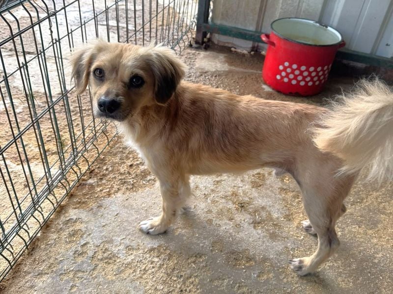 ♥BARLEY♥ ab 31. Juli auf Pflegestelle bei Köln - wunderschöner, menschenbezogener Junghund 40cm