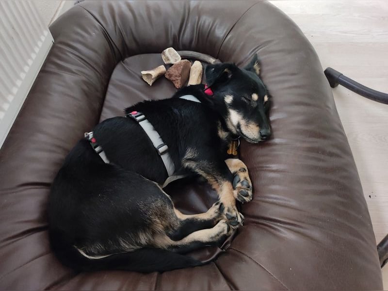 ♥MIMMI♥ auf Pflegestelle bei Aachen - süße, ganz verschmuste und zutrauliche Dackel-Mix-Hündin 36 cm