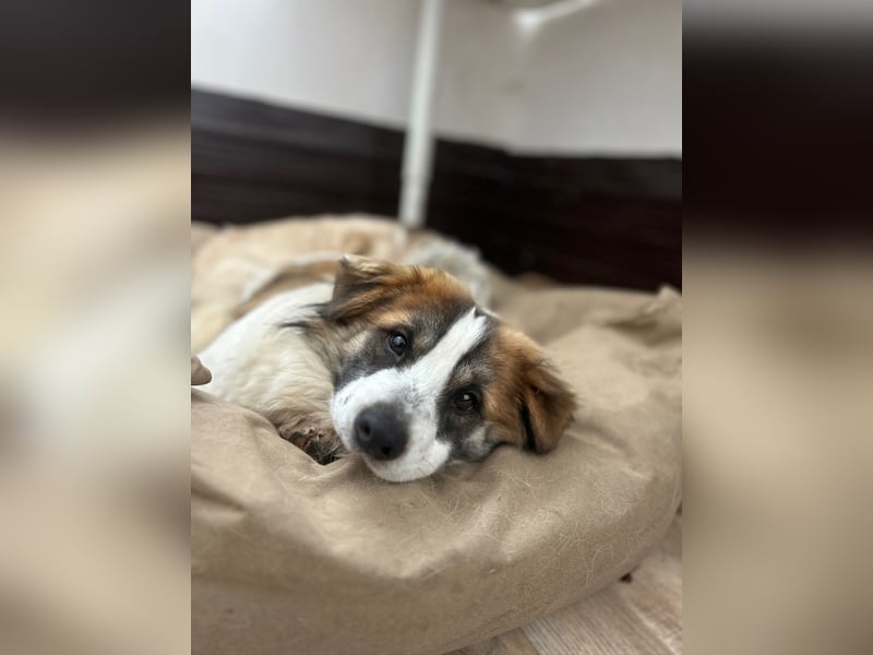 ⭐️TOC⭐️, Herzensbrecher, Rüde, 2 Jahre, 35 cm, Mischling, Tierschutz