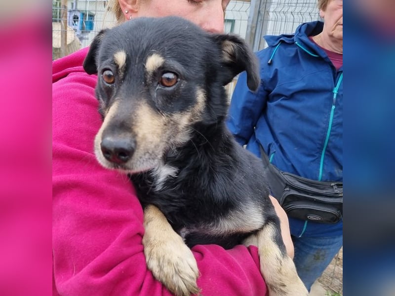 ♥LAURIN♥ süßer, noch zurückhaltender kleiner Rüde, der im Tierheim völlig überfordert ist 35 cm