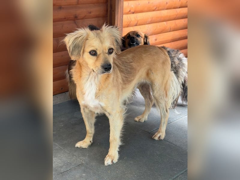 ♥BARLEY♥ neu auf Pflegestelle bei Köln - wunderschöner, noch etwas unsicherer Junghund 40cm