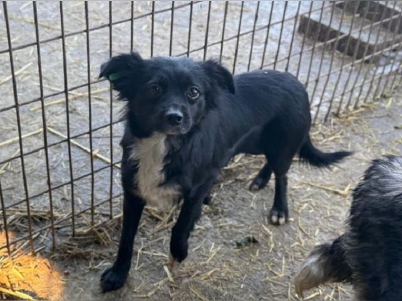 ♥ZELDA♥ ganz niedliche, kleine, noch unsichere Hündin, die mit Geduld Vertrauen fassen wird 40 cm