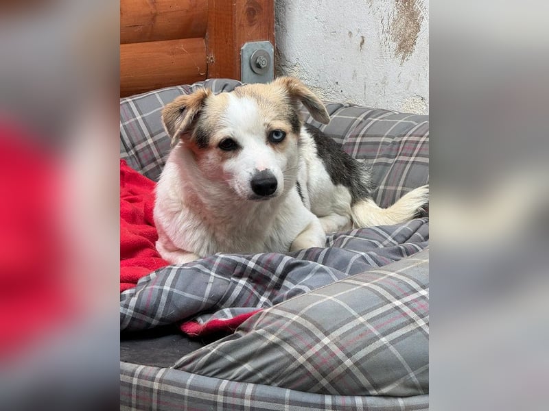 ♥TARA♥ neu auf Pflegest bei Köln-zarte,anfangs noch vorsichtige Hündin, die immer mehr aufblüht 30cm