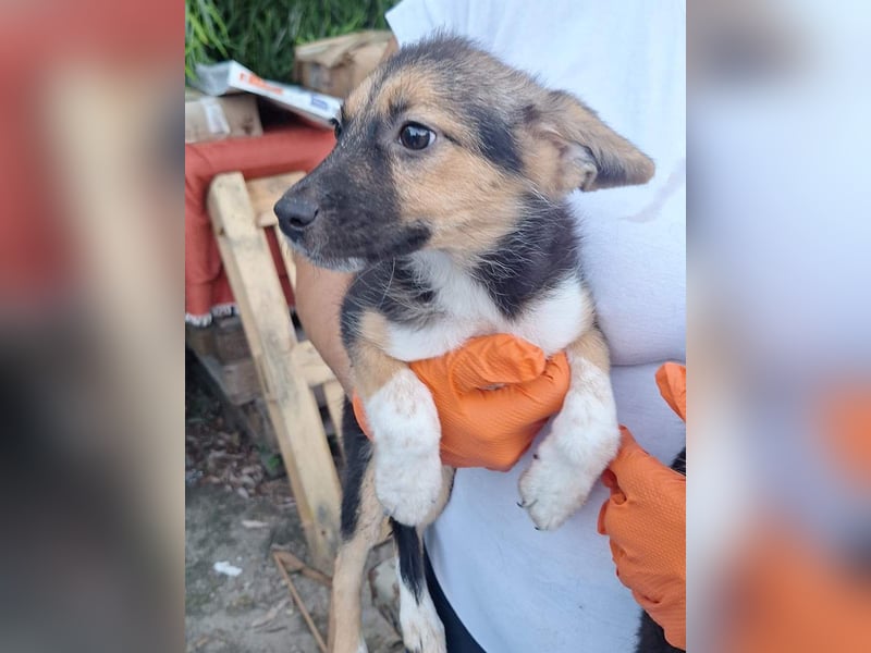 ⭐️GOOSE⭐️, zuckersüße Hündin, 4 Monate, 26 cm, Mischling, Tierschutz Rumänien