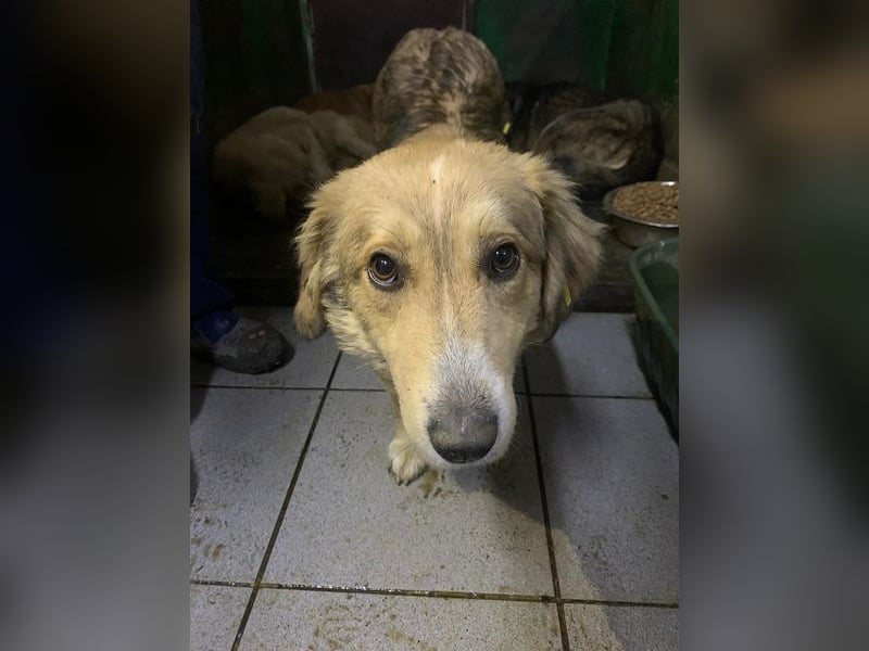 ♥RAVELLA♥ süße, sehr menschenbezogene, ruhige kleine Zaubermaus 35 cm